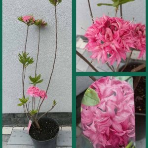 Азалія великоквіткова – Rhododendron hybrid Homebush (висота H 80-100 см, горщик 5л)