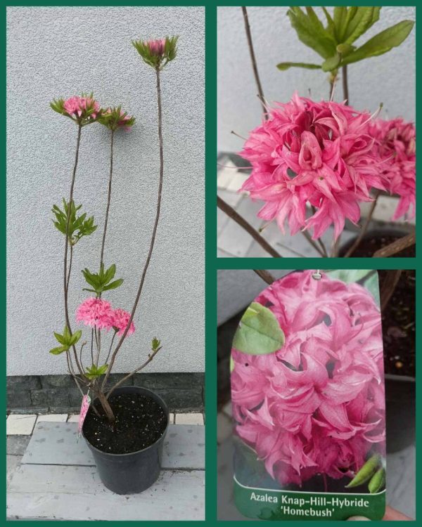 Азалія великоквіткова – Rhododendron hybrid Homebush (висота H 80-100 см, горщик 5л)