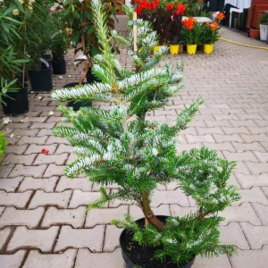 Ялиця Арнольда - Abies arnoldiana Jan Pawel (горщик 5л)