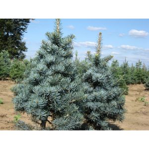 Ялиця одноколірна - Abies concolor Glauca (горщик 5л)