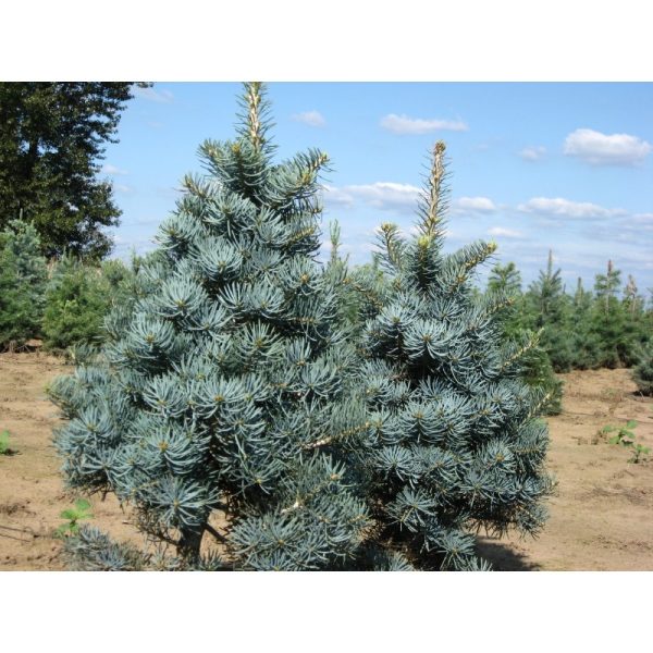 Ялиця одноколірна - Abies concolor Glauca (горщик 5л)