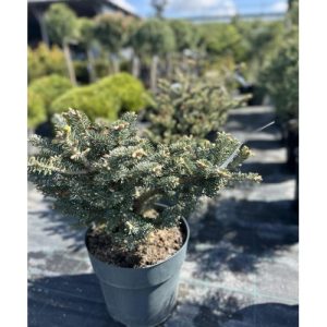 Ялиця корейська - Abies koreanа Blauer Pfiff (горщик 7.5л)