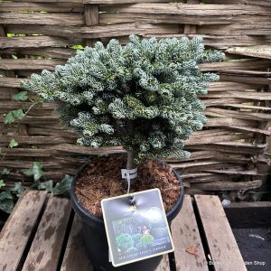 Ялиця - Abies koreana Kohouts Ice Breaker (горщик 5л)