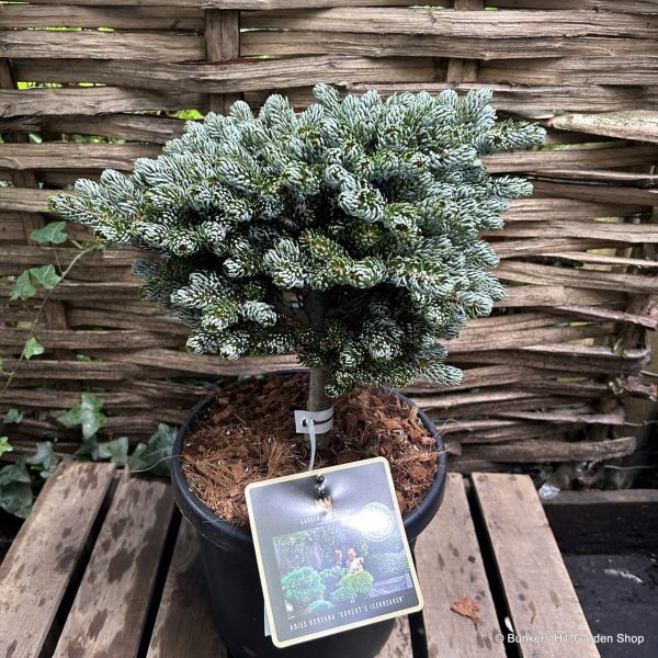 Ялиця - Abies koreana Kohouts Ice Breaker (горщик 5л)
