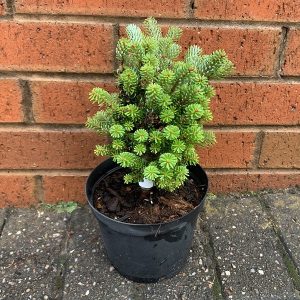 Ялиця корейська - Abies koreana Silberperle (горщик 5л)