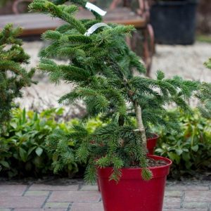 Ялиця Нордмана - Abies nordmanniana Robusta (горщик 5л)