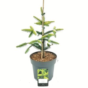 Ялиця Іспанська – Abies pinsapo Aurea (горщик 5л)