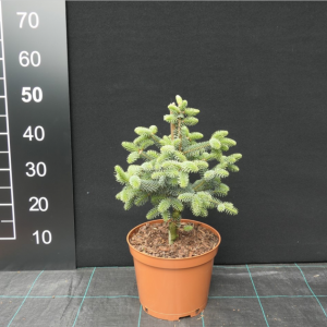 Ялиця Іспанська - Abies pinsapo Kelleriis (горщик 7.5л)