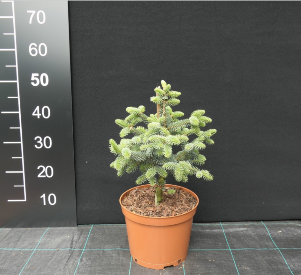 Ялиця Іспанська - Abies pinsapo Kelleriis (горщик 7.5л)