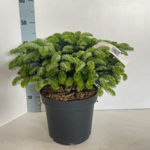 Ялиця високоросла - Abies procera Meyers Dwarf (горщик 5л)