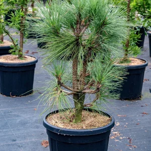 Сосна Джефрея - Pinus jeffreyi Joppi (висота H 40-60 см, горщик 5л)