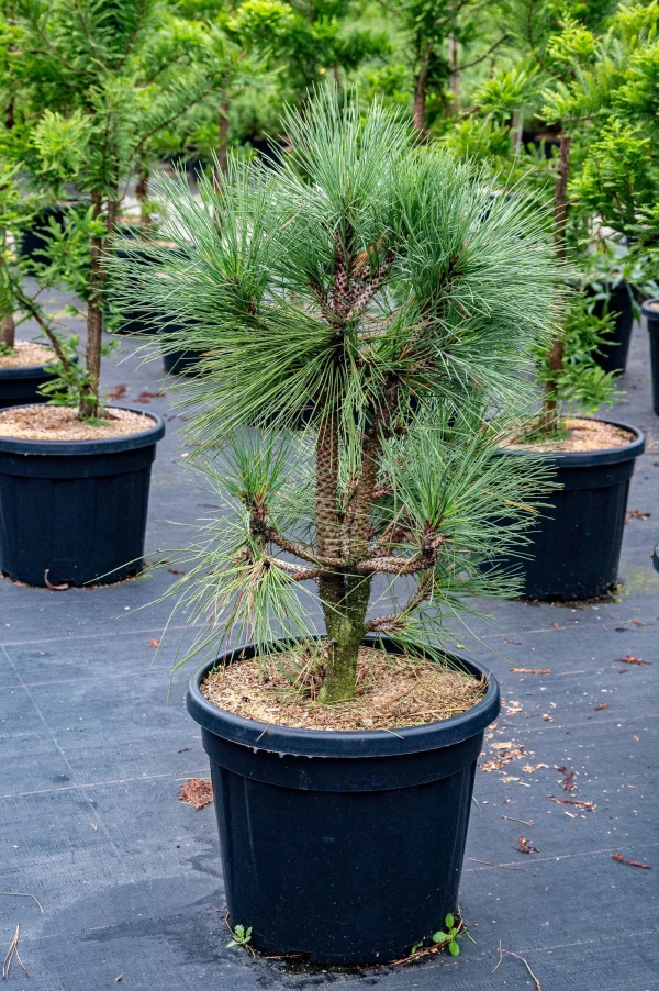 Сосна Джефрея - Pinus jeffreyi Joppi (висота H 40-60 см, горщик 5л)