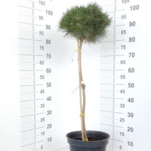 Сосна чорна - Pinus nigra Bayo (на штамбі) (висота Pa 80-100 см, горщик 10л)
