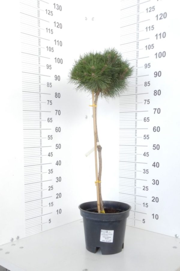 Сосна чорна - Pinus nigra Bayo (на штамбі) (висота Pa 80-100 см, горщик 10л)