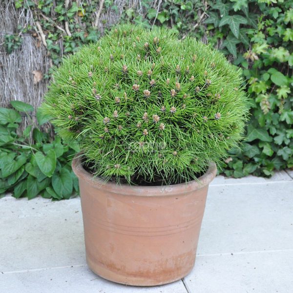 Сосна чорна - Pinus nigra Maria Bregeon (горщик 10л)