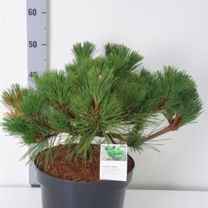 Сосна Тунберга - Pinus thunbergii Miyajima (горщик 5л)
