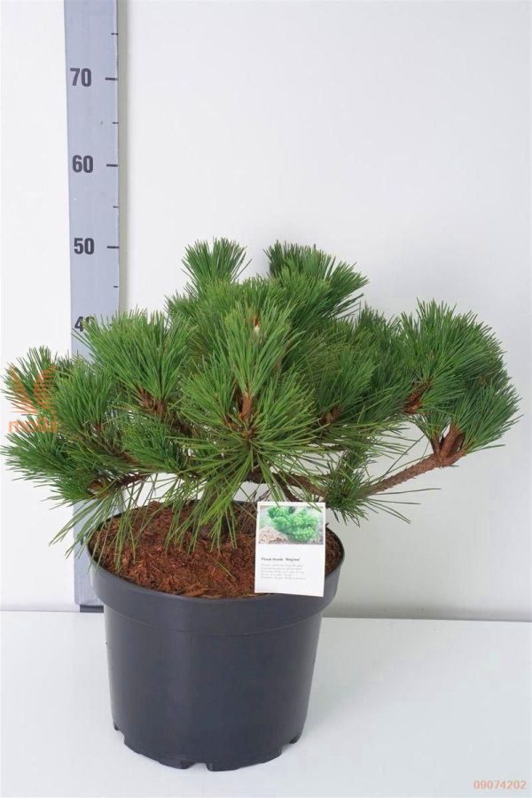 Сосна Тунберга - Pinus thunbergii Miyajima (горщик 5л)