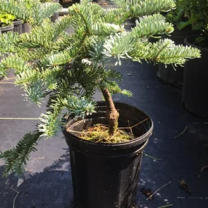Ялиця високоросла - Abies procera Glauca (горщик 5л)