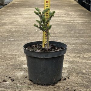 Ялиця корейська - Abies koreana Oberon (висота H 15-20 см, горщик 3л)