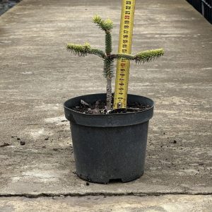 Ялиця іспанська - Abies pinsapo Aurea (висота H 15-20 см, горщик 3л)