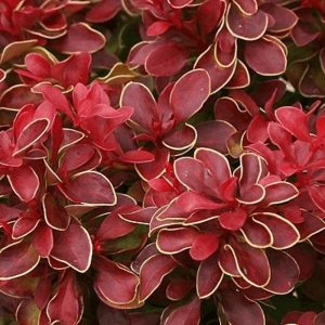 Барбарис Тунберга – Berberis thunbergii Chiquita (діаметр D 20-25 см, горщик 3л)