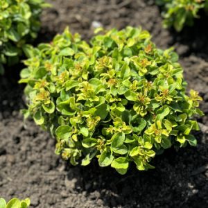Барбарис Тунберга – Berberis thunbergii Green Sapphire (діаметр D 20-25 см, горщик 3л)