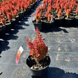 Барбарис Тунберга – Berberis thunbergii Orange Ice (діаметр D 20-25 см, горщик 3л)