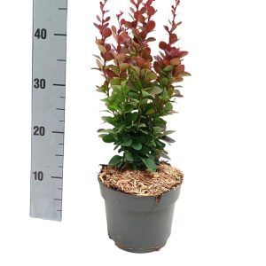 Барбарис Тунберга – Berberis thunbergii Red Pillar (діаметр H 25-35 см, горщик 3л)