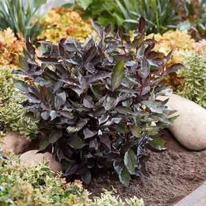 Дерен білий – Cornus alba Nightfall (горщик 3л)