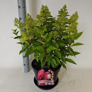 Гортензія волотиста – Hydrangea paniculata Bonfire (висота H 30-40 см, горщик 3л)