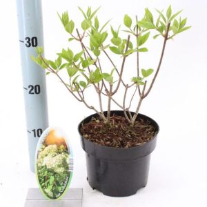 Гортензія волотиста – Hydrangea paniculata Grandiflora (висота H 40-60 см, горщик 3л)