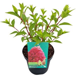 Гортензія волотиста – Hydrangea paniculata Petite Flori (висота H 40-60 см, горщик 3л)