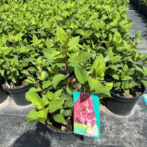 Гортензія волотиста – Hydrangea paniculata Petite Lantern (висота H 30-40 см, горщик 3л)