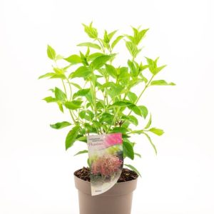 Гортензія волотиста – Hydrangea paniculata Phantom (висота H 30-40 см, горщик 3л)