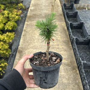 Модрина японська - Larix kaempferi Cintus Wonder (висота H 10-15 см, горщик 1.5л)