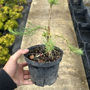 Модрина японська - Larix kaempferi Diana (діаметр D 10-20 см, горщик 1.5л)