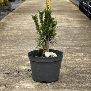Сосна гірська - Pinus mugo Benjamin (висота H 20-30 см, горщик 3л)