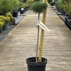 Сосна гірська - Pinus mugo Mini Mops (на штамбі) (висота Pa 30-40 см, горщик 3л)