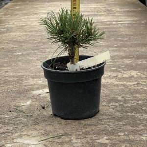 Сосна гірська - Pinus mugo Winter Gold (висота H 10-20 см, горщик 3л)