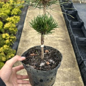 Сосна гірська - Pinus mugo Wintersonne (висота H 10-20 см, горщик 1.5/2л)