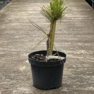 Сосна Тунберга – Pinus thunbergii Ogon (висота H 25-35 см, горщик 3л)
