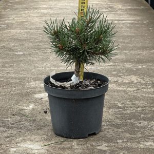 Сосна гачкувата - Pinus uncinata Compacta (висота H 20-25 см, горщик 3л)