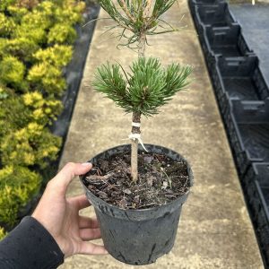 Сосна гачкувата - Pinus uncinata Nana (висота H 10-20 см, горщик 1.5/2л)