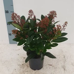 Скімія - Skimmia (горщик 1.5л)