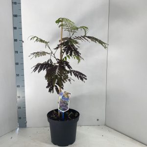 Альбіція ленкоранська - Albizia julibrissin Summer Chocolate (висота H 60-80 см, горщик 5л)