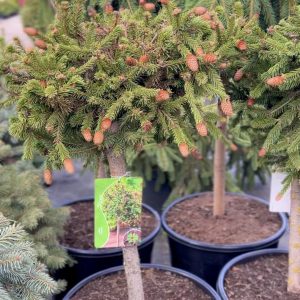 Picea abies 'Pusch