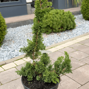 Туя західна – Thuja occidentalis Sagrada